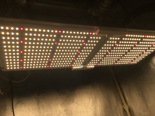 sf-2000-light-review-by-one-drop-7.jpeg