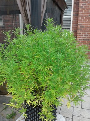 Lets see your 2020 Outdoor Plants!