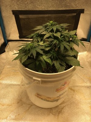 Need help greatly appreciated thanks