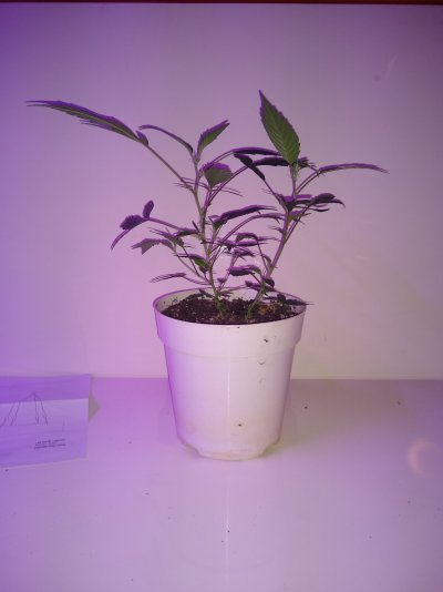 New to growing need advice on plant training