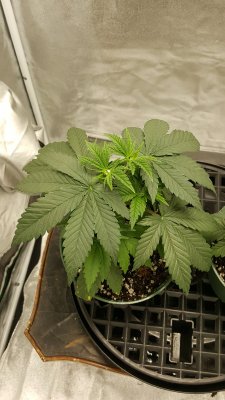 First official grow
