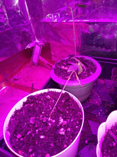 new-grower-needs-some-help-2.jpg