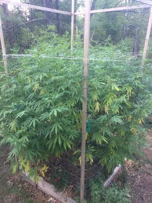 Lets see your 2020 Outdoor Plants!