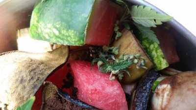 What to do with hermie