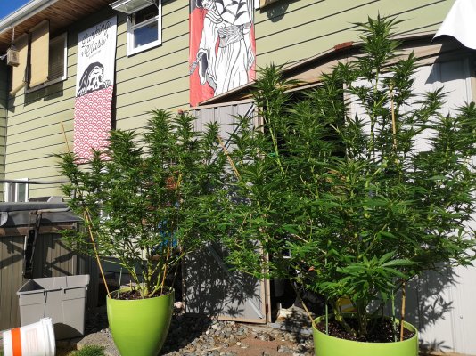 my-grow-your-4-diary-bc-canada.jpg