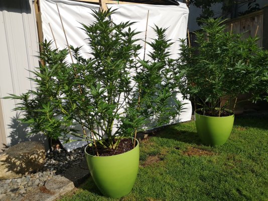my-grow-your-4-diary-bc-canada-2.jpg