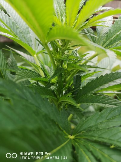 my-grow-your-4-diary-bc-canada-7.jpg
