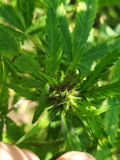 Can someone help me identify what is wrong with my plant?