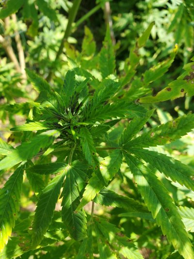 Can someone help me identify what is wrong with my plant?