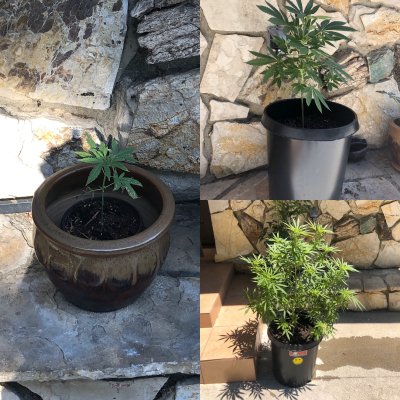 Outdoor strawberry cough - 1st time grow