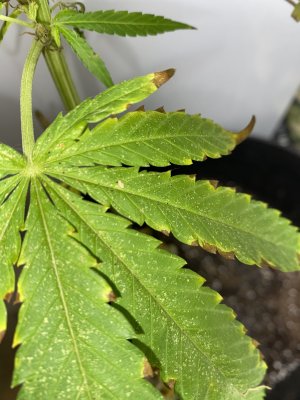 Dying plant