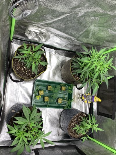 the-progress-of-the-gsc-and-sour-desil-clones.jpeg