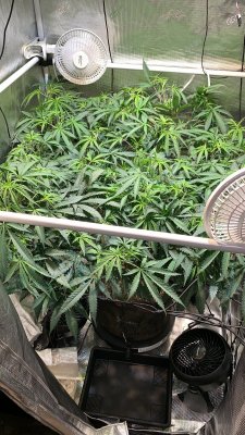 Curling leaves can anyone help?