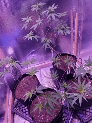 Leaves are curling down not sure the problem