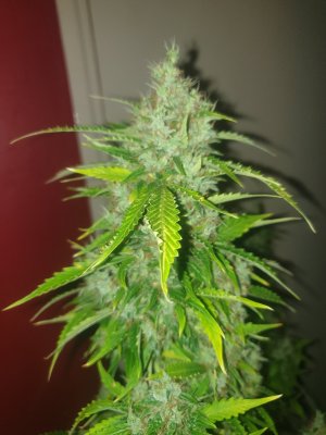 Opinions welcome, could this plant go another 2 or 3 weeks?