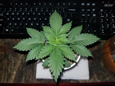 BigCube's grow show and tell.