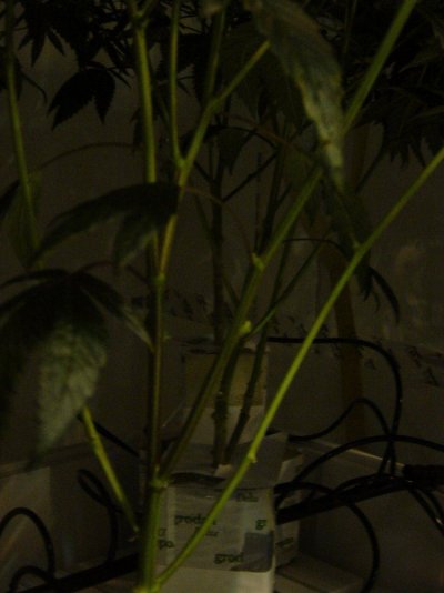 Day 29 011.JPG