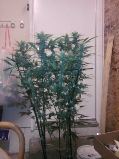 does this look ok?