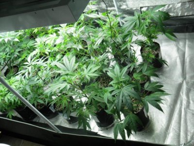 white-fire-707-hb-sour-d-diablo-og-alien-og-alien-dawg-and-mas-more-grow-4.jpg