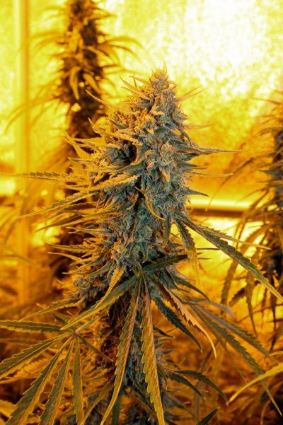 sour-amnesia-3.jpg