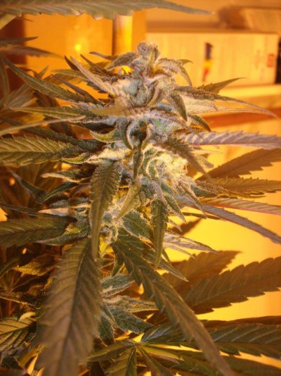 BlockHaze.JPG