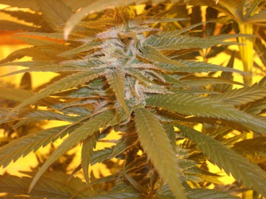 BlockHaze (3).JPG