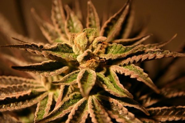 double-koosh-picssexy-purple-lady.jpg