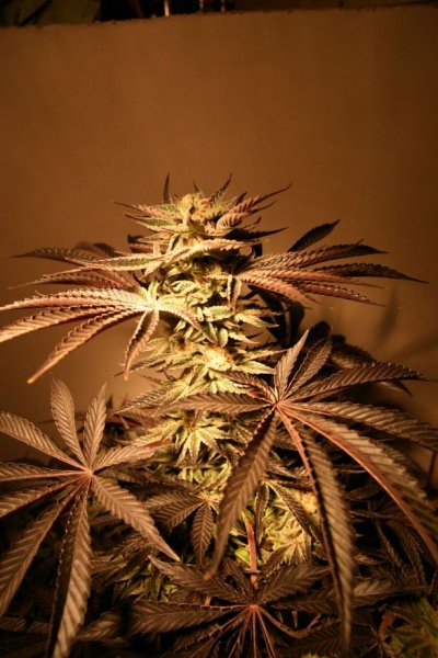 double-koosh-picssexy-purple-lady-7.jpg