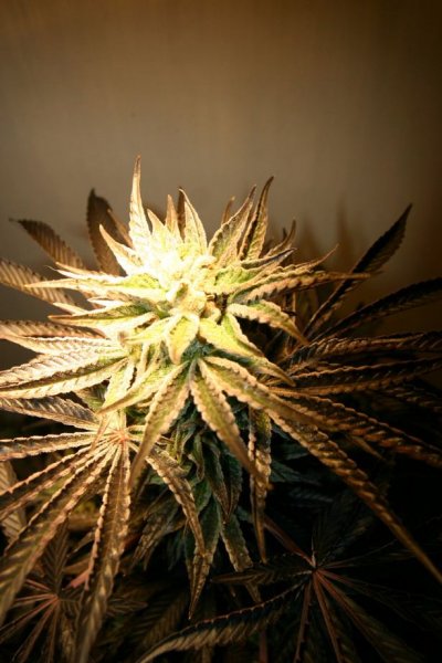 double-koosh-picssexy-purple-lady-9.jpg