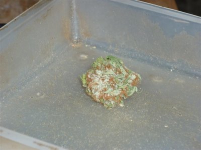 Special K.jpg