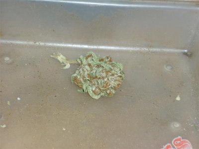 Special K.jpg