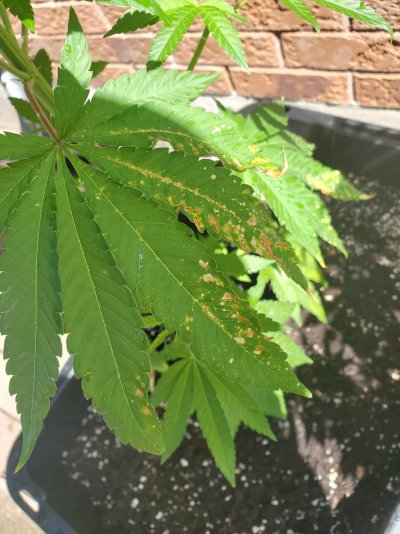 septoria-or-deficiency-looking-for-some-advise.jpg