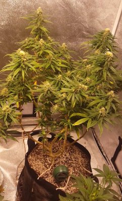 Flat Stalk And Weird Looking Top? What Is This Doing And What Does It Mean?