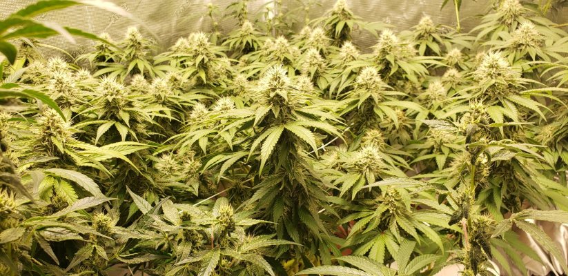 Nutrient burn on tips what can i do ?