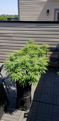 Lets see your 2020 Outdoor Plants!