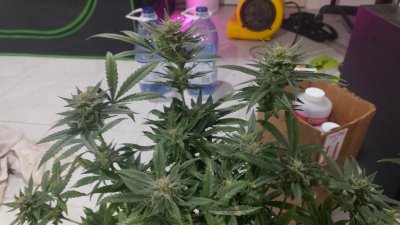 First time grower just looking for some options on if I'm doing ok lol