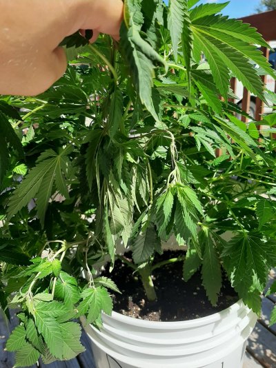 plz-help-new-to-growing-2.jpg