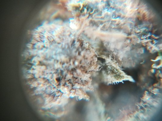 first-harvest-should-i-trash-it-because-of-mold.jpeg