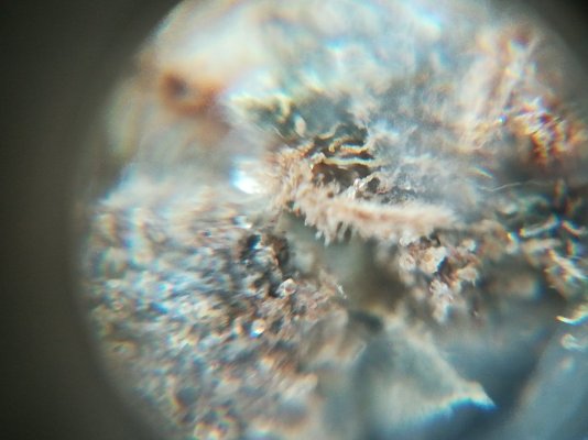 first-harvest-should-i-trash-it-because-of-mold-2.jpeg