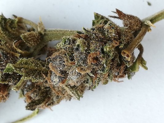 first-harvest-should-i-trash-it-because-of-mold-3.jpeg
