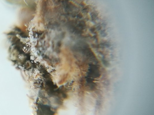 first-harvest-should-i-trash-it-because-of-mold-4.jpeg