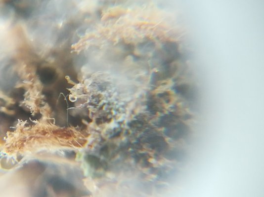 first-harvest-should-i-trash-it-because-of-mold-5.jpeg