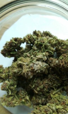 first-harvest-should-i-trash-it-because-of-mold-6.jpeg