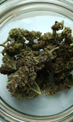first-harvest-should-i-trash-it-because-of-mold-7.jpeg