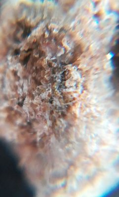 first-harvest-should-i-trash-it-because-of-mold-8.jpeg