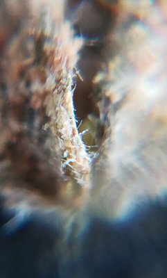 first-harvest-should-i-trash-it-because-of-mold-9.jpeg