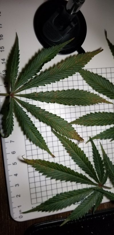 Help pls Defeciency or rust fungus?