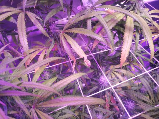 Is this a deficiency? 4th week flower help!