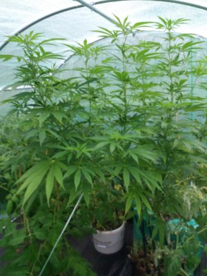 Could I top this plant? (Height control/clone)