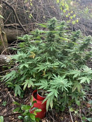 First time grow with Hempy and foxfarms